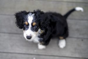 bernedoodle breeders Australia