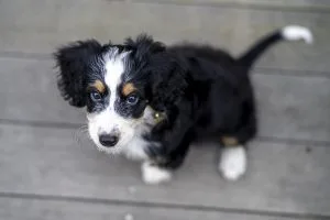 bernedoodle breeders Australia