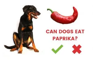paprika for dogs