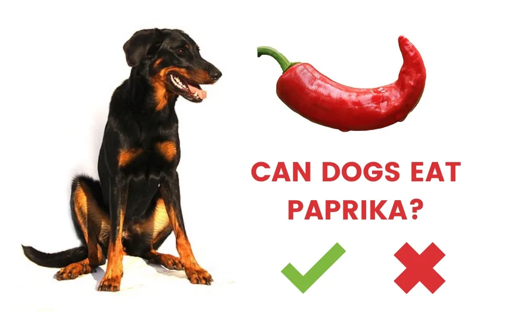 paprika for dogs
