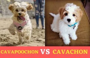 cavapoochon vs cavachon comparison
