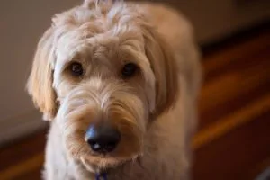 full grown f1 groodle dog
