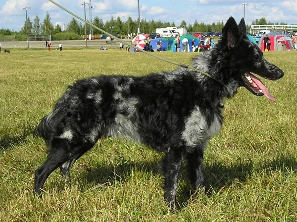 mudi dog akc