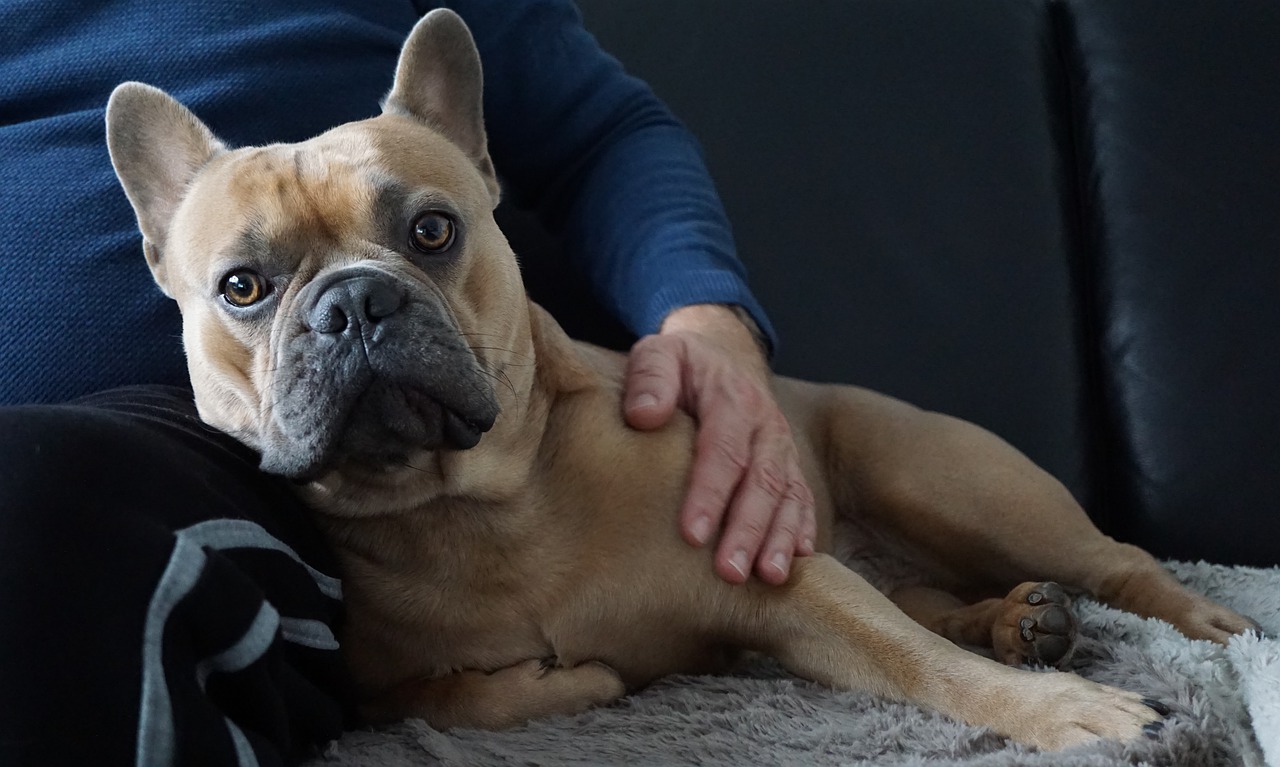 a good therapy dog must be