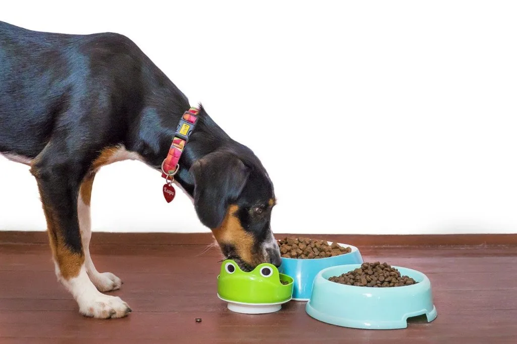 can dogs eat cat food