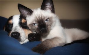 wet food for dogs