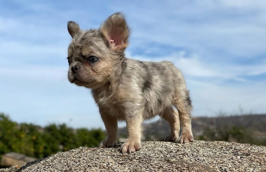 fluffy french bulldog