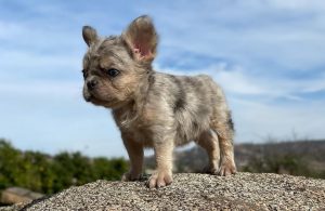 fluffy french bulldog
