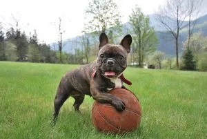 hairless french bulldog