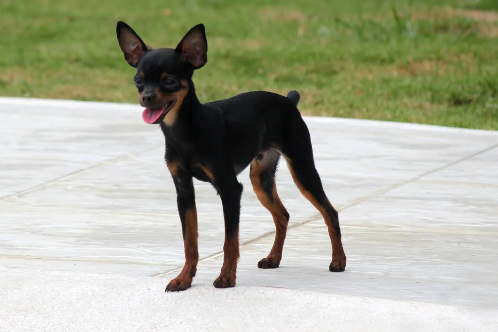 akc recognizes mudi and russian toy