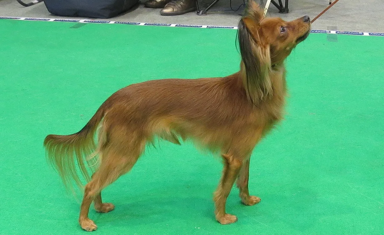 russian toy dog akc