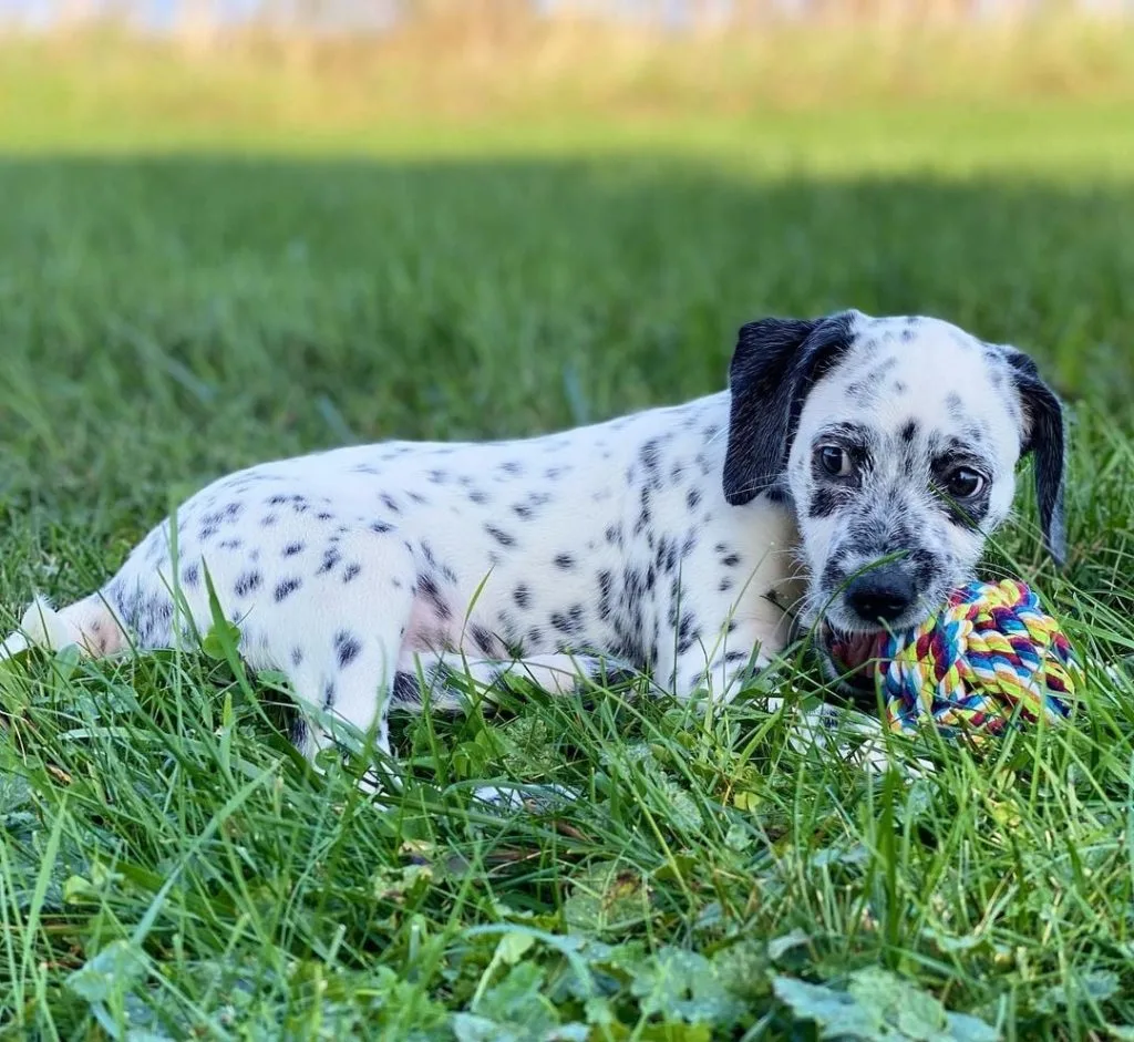 dalmadoodle puppy outdoor