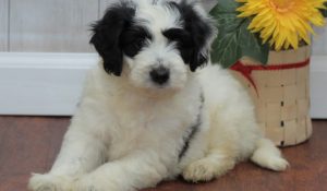 about mini golden mountain doodle