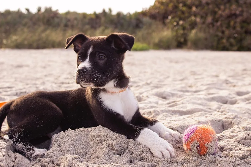 energetic dog names
