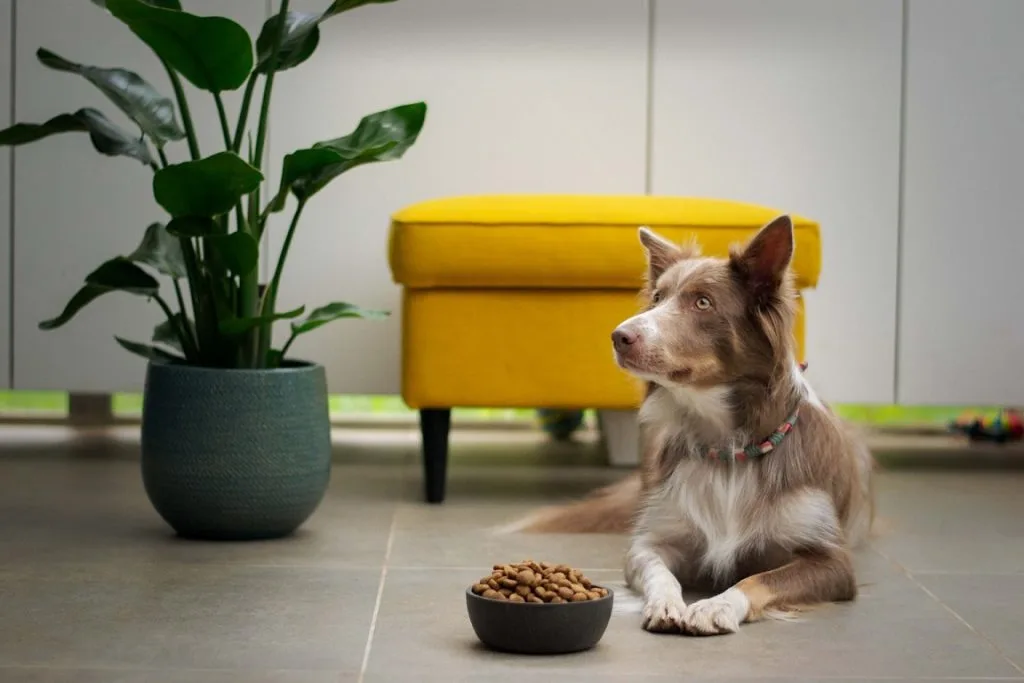 dog refused to eat