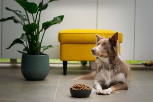 dog refused to eat