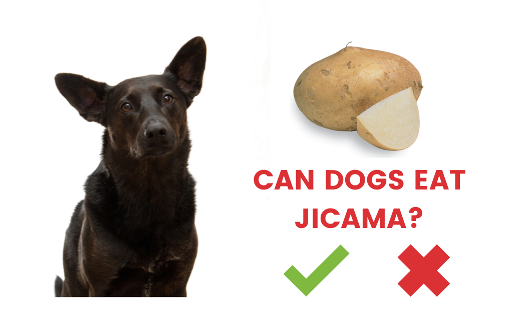 can dogs eat jicama