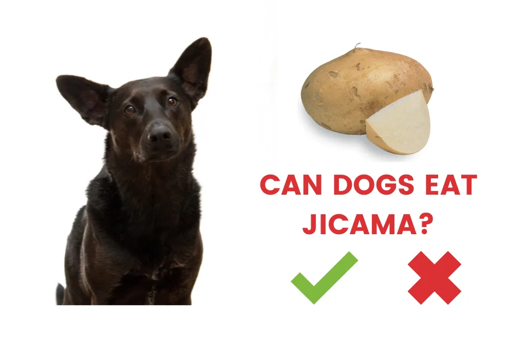 can dogs eat jicama