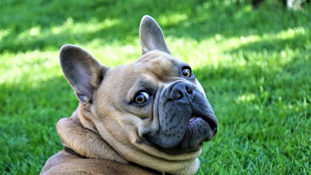 french bulldog breed