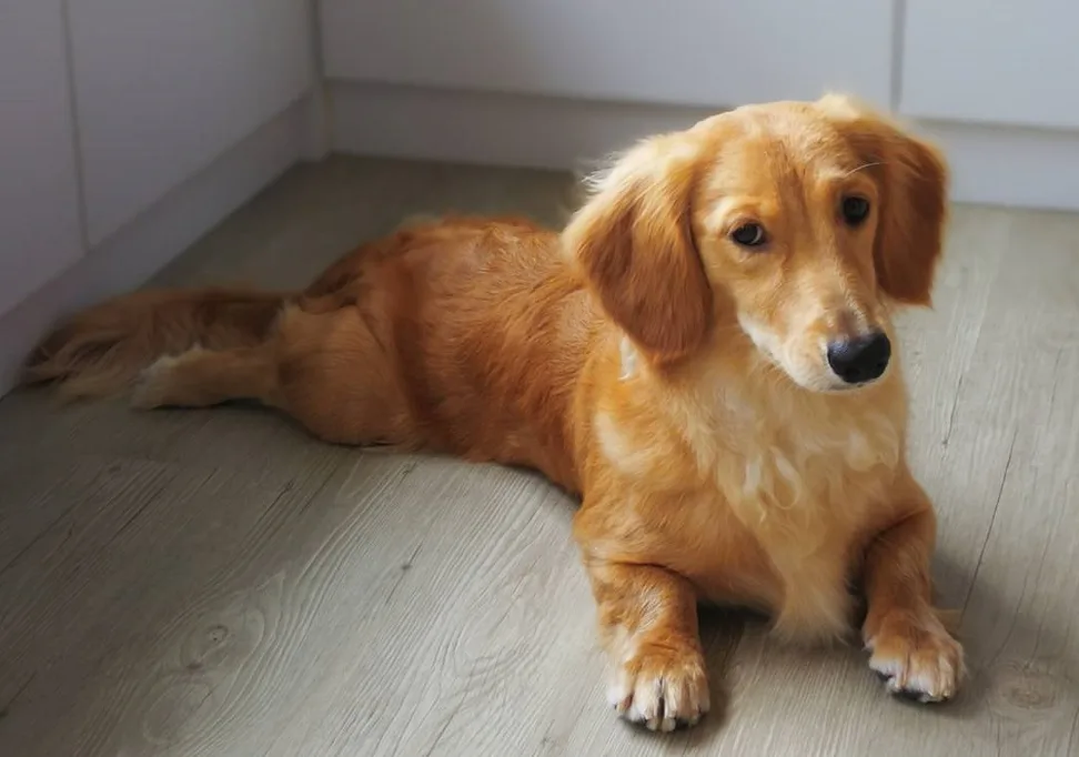 golden dox dog facts