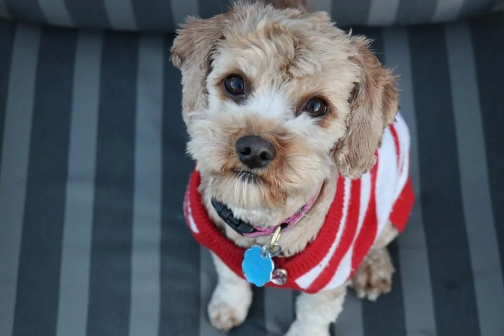 brand names for dogs