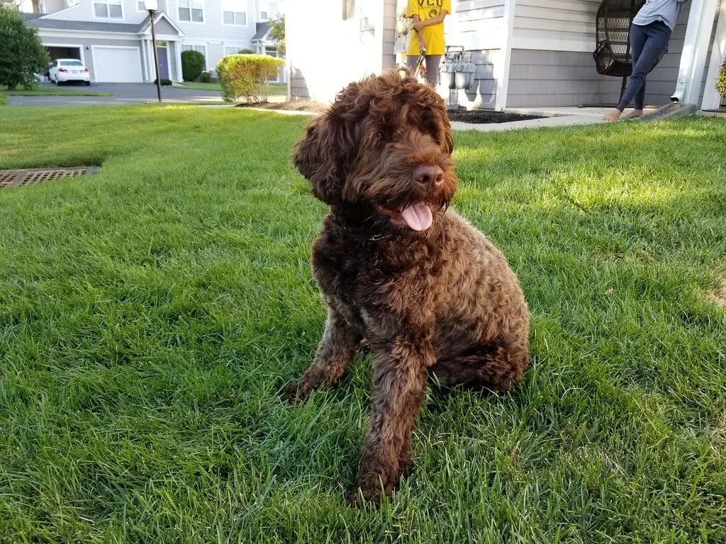 about portuguese water dog breed