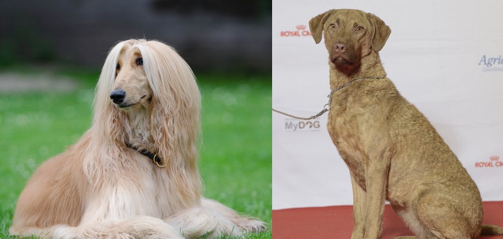 about afghan bay retriever dog