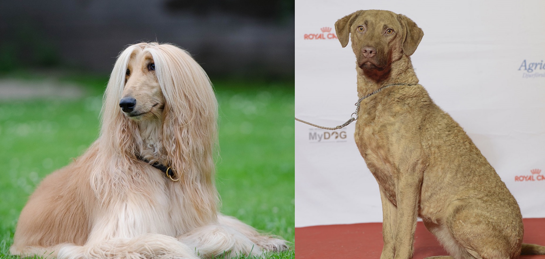 about afghan bay retriever dog