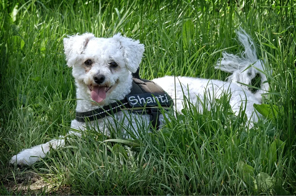 about bichon frise dog
