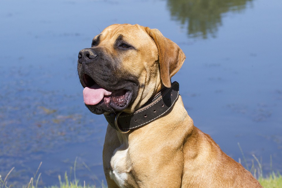 Fawn Boerboel