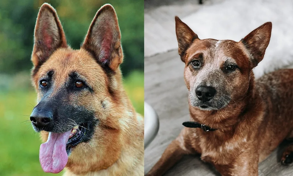 cattle shepherd dog