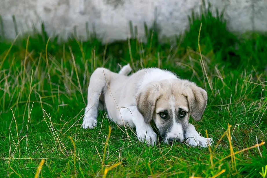 dog allergens