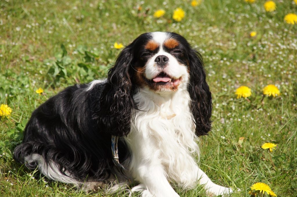 about cavalier king charles spaniel