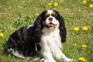about cavalier king charles spaniel