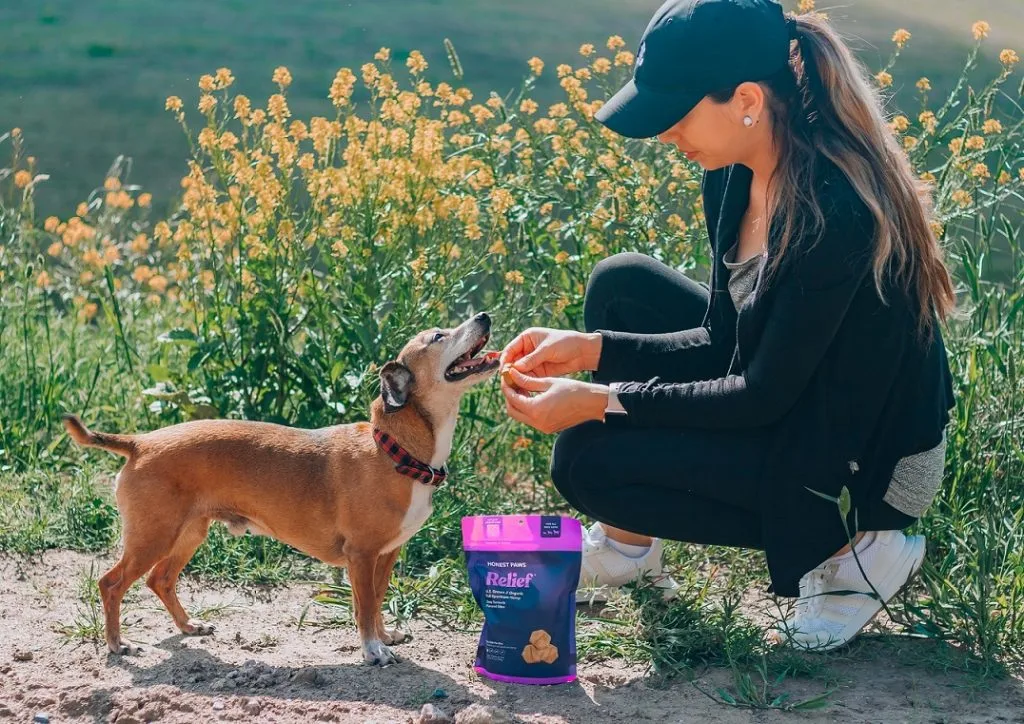 ringworm in dogs