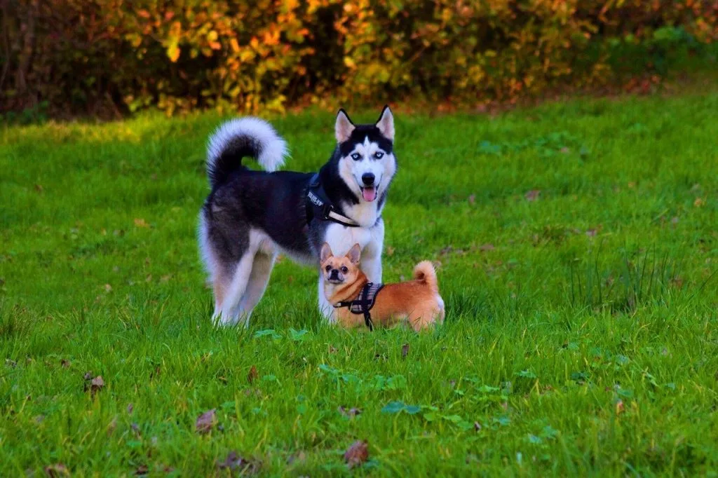 chihuahua husky mix