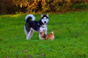 chihuahua husky mix