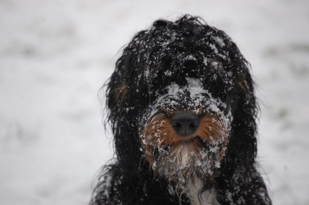 about springerdoodle sproodle dog