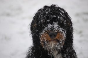 about springerdoodle sproodle dog