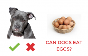 can dogs eat eggs