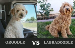 groodle vs labradoodle comparison