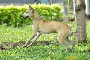 about Phu Quoc Ridgeback dog