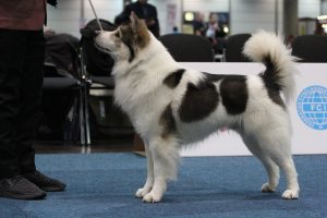 about thai bangkaew dog