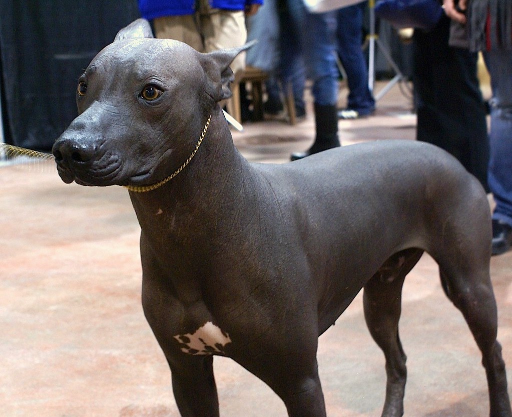 about Xoloitzcuintli dog