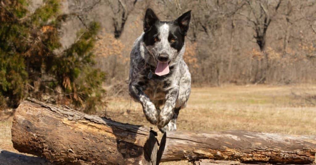 texas heeler