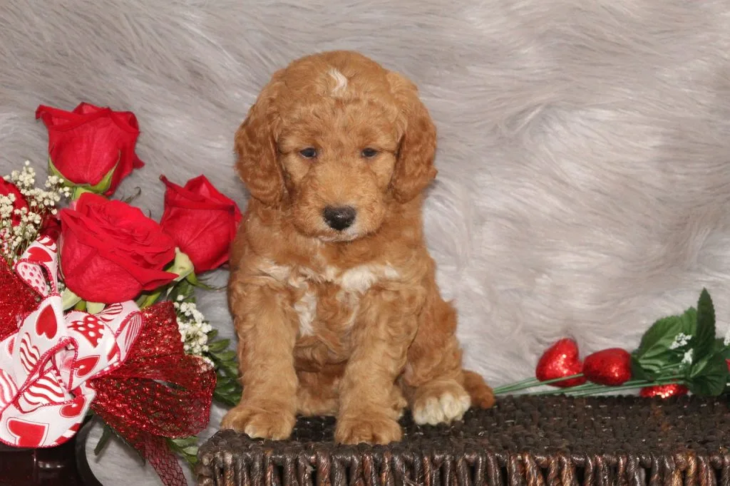 Goldendoodle facts
