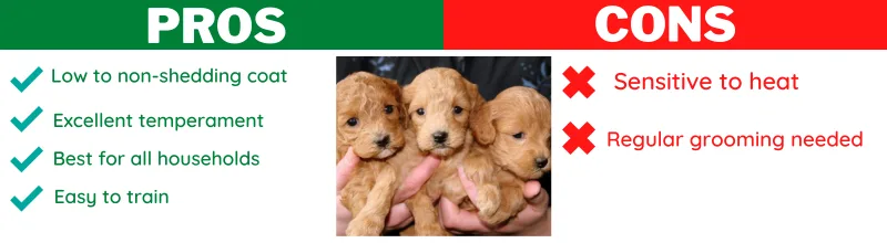cavoodle traits and features