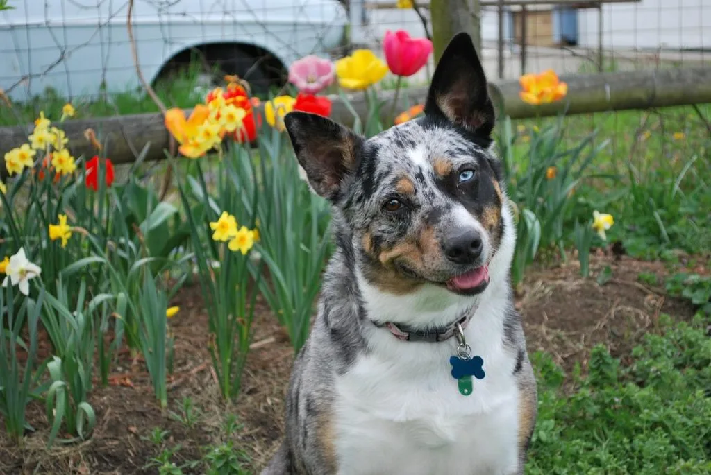 merle koolie dog