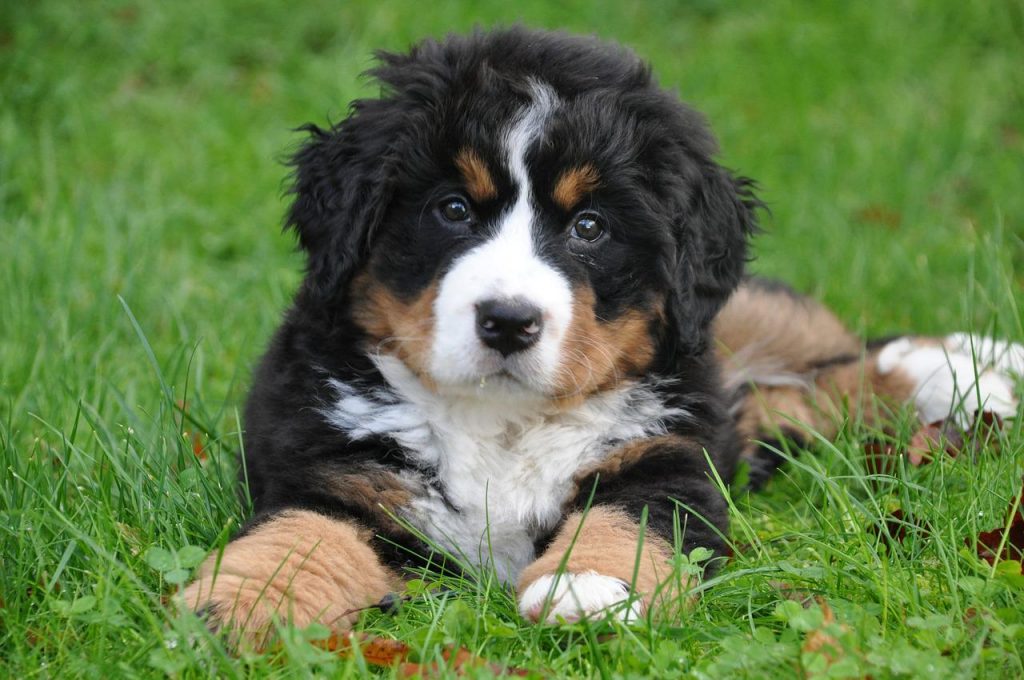 bernese mountain dog puppies for sale