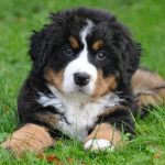 bernese mountain dog puppies for sale